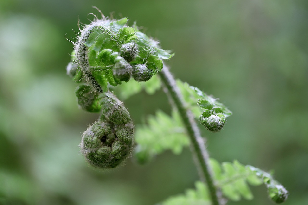 How to Take Care of Indoor Ferns